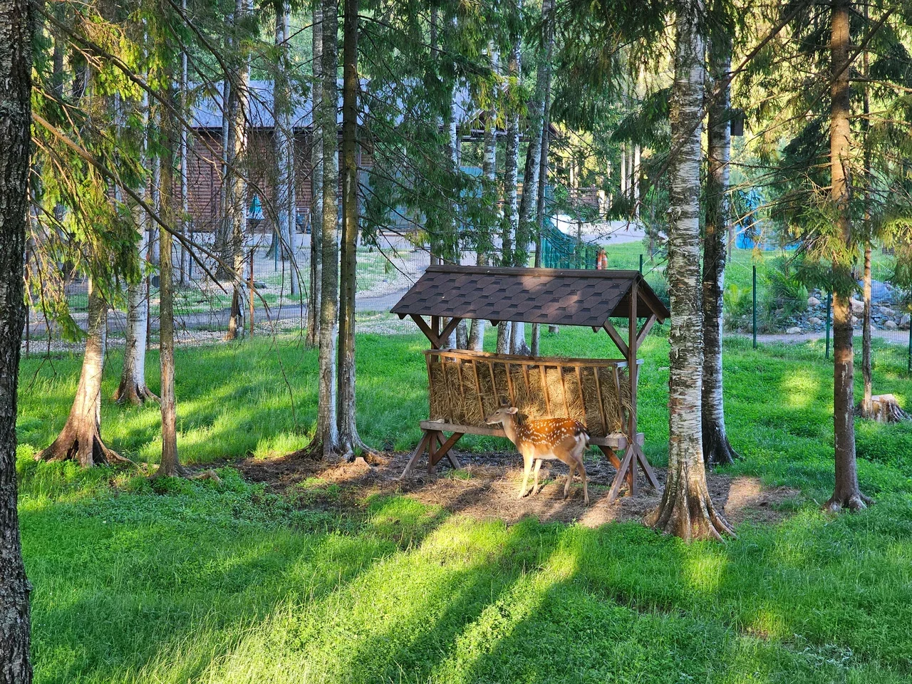 Фото Сафари-парк "Изумрудный лес" - развлечение в Москве | Досугатор